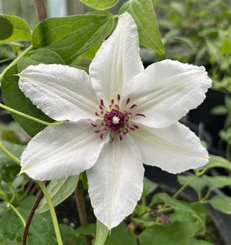 Clematis Bambino | Brushwood Nursery, Clematis Specialists