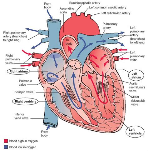 Parts Of The Human Heart For Kids