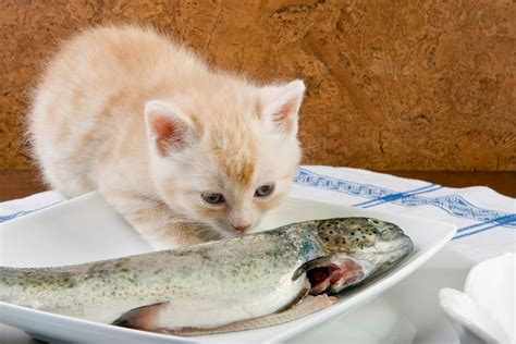 Cat Eating Fish Clipart To Color