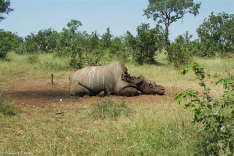 Rhino poaching in Botswana - is pride hampering prevention? - Africa ...