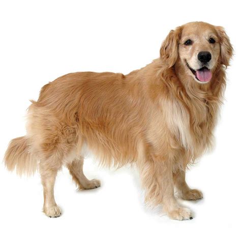 Golden Dog Breeds