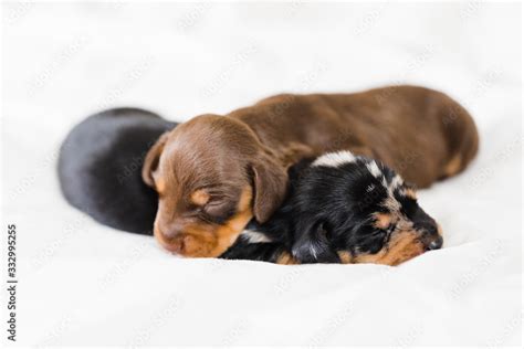 Sleeping puppies Stock Photo | Adobe Stock