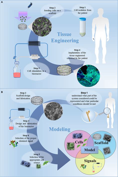 Frontiers | Tissue Engineering Approaches in the Design of Healthy and ...