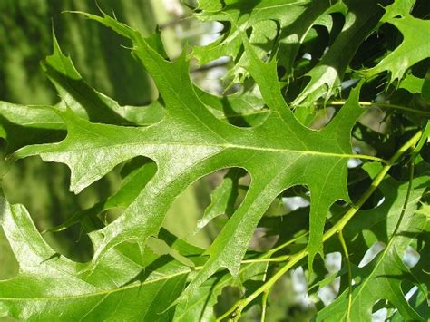 Tree Identification Guide - Anthonys Lawn Care & Landscaping