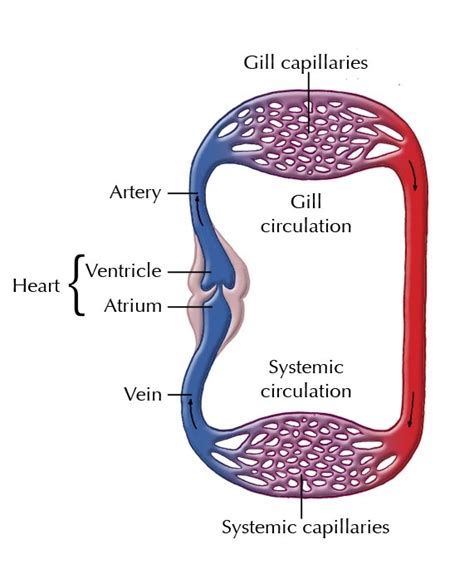 [DIAGRAM] Bony Fish Circulatory System Diagram - MYDIAGRAM.ONLINE