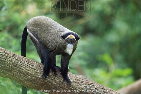 De Brazza's Monkey stock photo - Minden Pictures