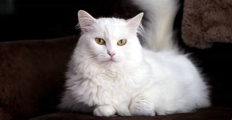 15 Types of White Cats - A-Z Animals