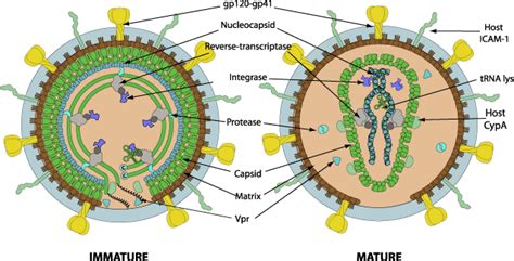 Human immunodeficiency virus 2 ~ ViralZone