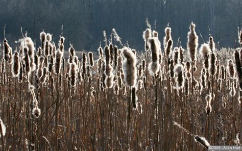 Winter Cattails