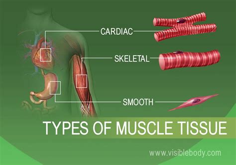 Cardiac, skeletal, and smooth muscle in the human body | Muscle tissue ...