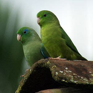 Download Animal Parrot PFP