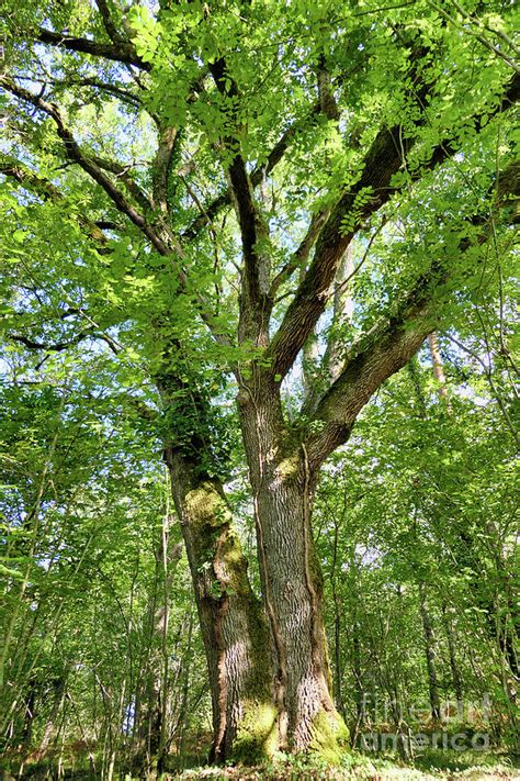 Majestic Oak Tree Photograph by Stephen Farhall