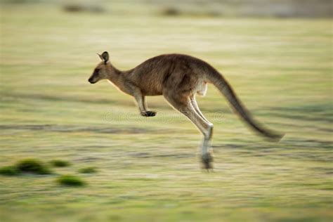 Macropus Giganteus - Eastern Grey Kangaroo Stock Photo - Image of ...