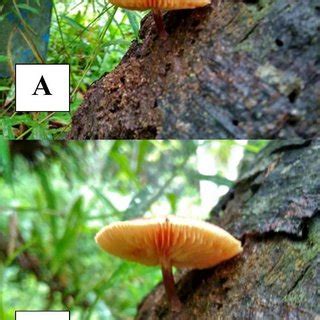 Characteristics of macroscopic identification of Gymnopilus sp. A ...