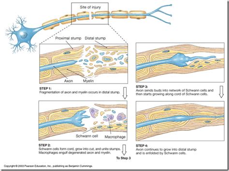 Degeneration & regeneration of peripheral nerves