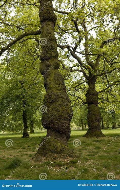 Tree in Hyde Park in London Stock Photo - Image of garden, plant: 9368168