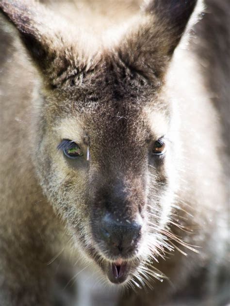 Who can you meet? Animals of New Zealand - New Zealand wildlife | The ...