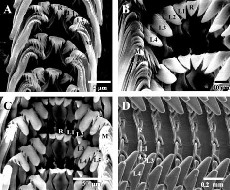 SEM photographs of the radula showing developmental stages Radula ...