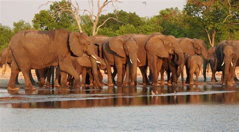 Stay or go? Understanding a partial seasonal elephant migration