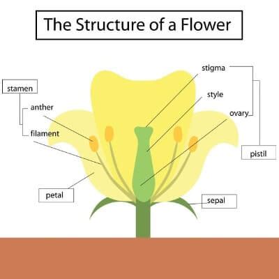 Parts of a Flower - Facts Just for Parents, Teachers and Students