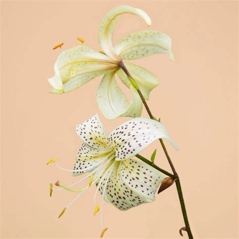 Asiatic White Tiger Lily- 3 bulbs