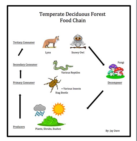 Food Chain & Web - Temperate Deciduous Forest