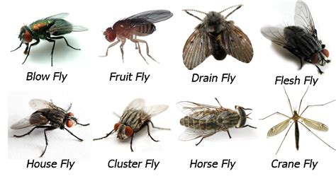 Flies – Chem-Tech Pest Solutions