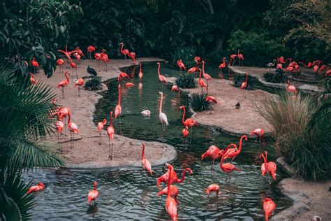 Najpiękniejsze ogrody zoologiczne w Europie | Ekantor.pl