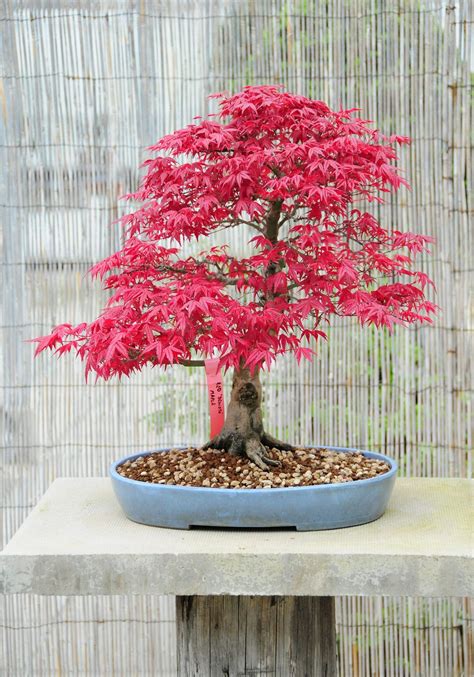 Japanese Maple Bonsai Plant - Plant Tips