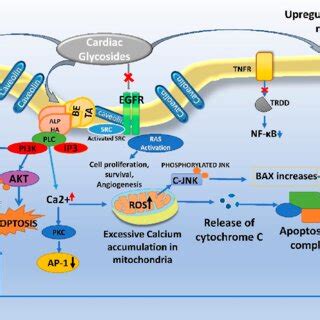 Anticancer mechanism of cardiac glycosides. | Download Scientific Diagram