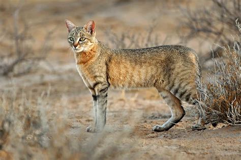 African wildcats under threat of hybridization by domestic and stray ...