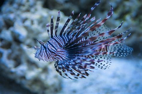 Creature Feature: Lionfish | National Marine Sanctuary Foundation