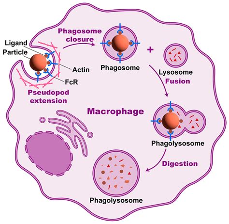 Cancers | Free Full-Text | Anti-Tumor Strategies by Harnessing the ...