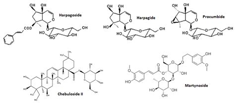 Harpagophytum procumbens Supplement - Science-based Review on Benefits ...