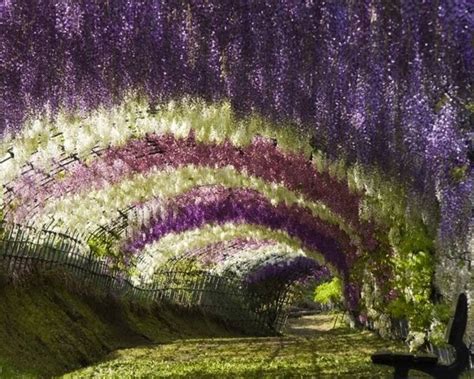 MY LITTLE TRAVEL LOG: 10. Wisteria Tunnel