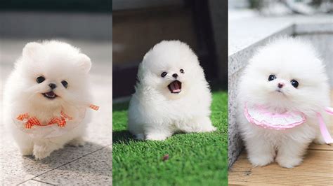 Teacup Pomeranian - Cutest Micro Pomeranian Puppies Video Compilation ...