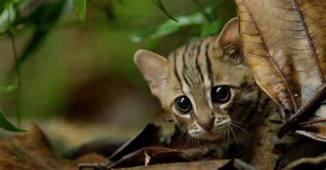 a small kitten hiding behind some leaves