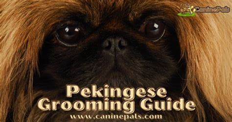 Pekingese Grooming Styles Explained in Detail - Canine Pals