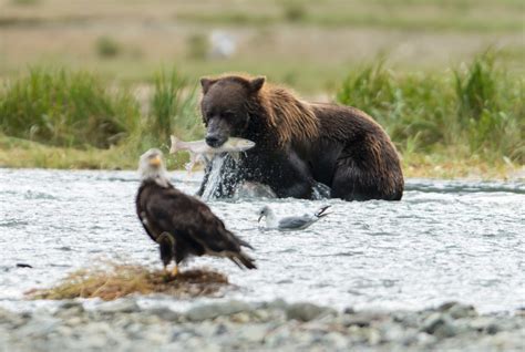 Kodiak Island Wildlife | Jack Jewell Photography