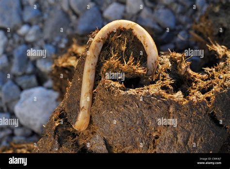 Roundworms In Stool