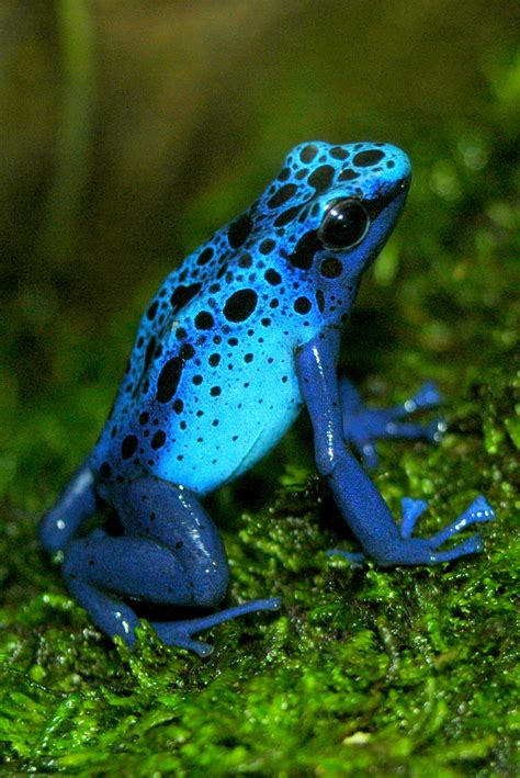 Blue Poison Dart Frog Facts and Pictures