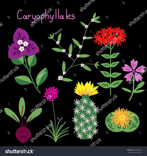 Caryophyllales Plant Order Vector Examples Stock Vector (Royalty Free ...