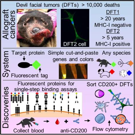 New weapons for fighting Tasmanian devil facial tumor disease