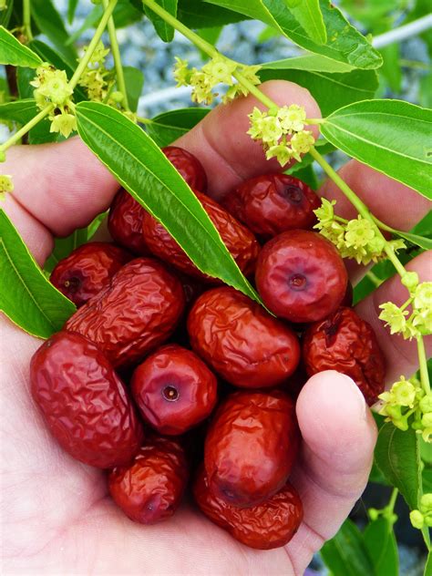 Dried Jujube With Flowers | Jujube fruit, Fresh fruit, Saffron tea