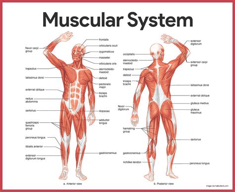 Muscular System Diagram With Labels