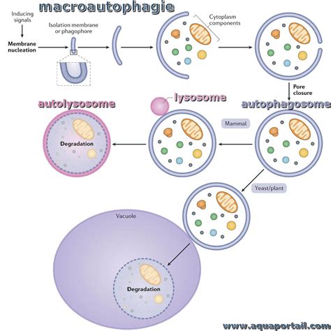 Autophagie : définition et explications – AquaPortail