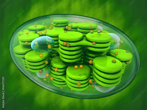 Chloroplast, plant cell organelle. 3d image. Green background Stock ...