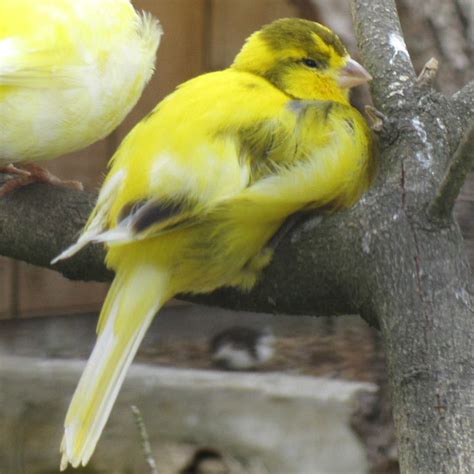 Domestic Canary Facts, As Pets, Care, Temperament, Pictures | Singing ...