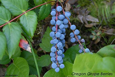 Oregon Grape at Our Pleasant Hill Home