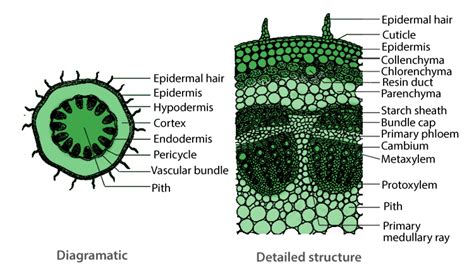 Preparation And Study Of T.S Of Dicot And Monocot Roots And Stems(Primary)